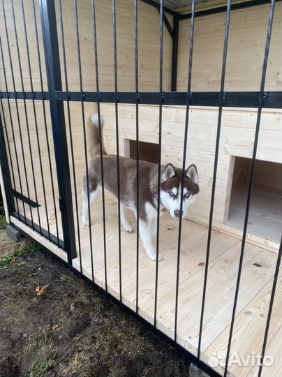 Вольер для собак