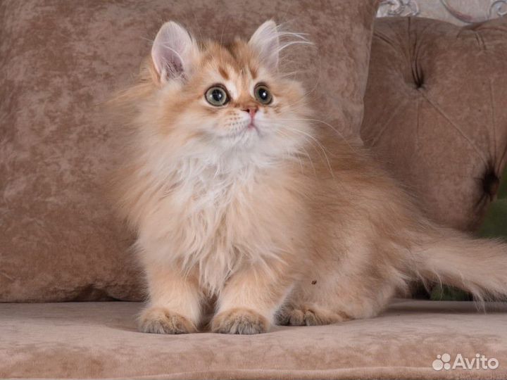 Британская длинношерстная шиншилла котята