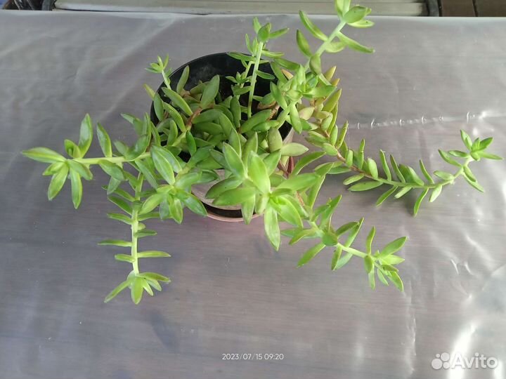 Седумм суккулент