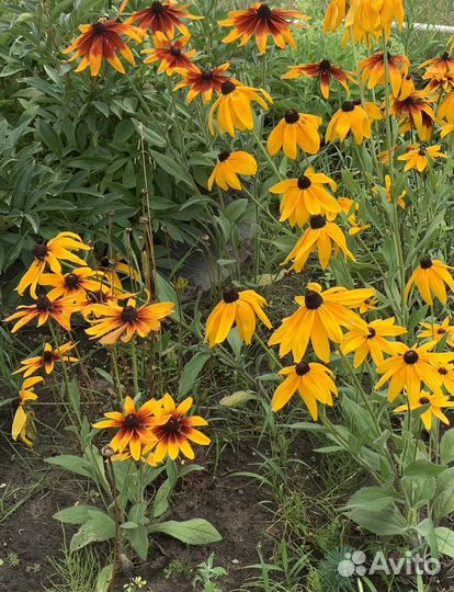 Растения цветы для сада Рудбекия, Гелиопсис