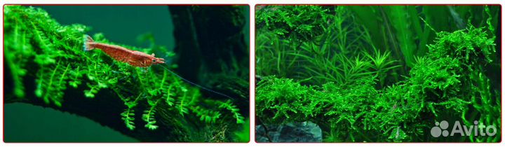 Мох, прополка: яванский, кристмас, плачущий