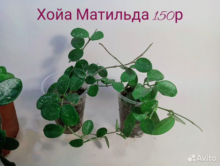 Комнатные растения Хойи разные