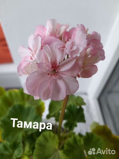 Пеларгония Тамара