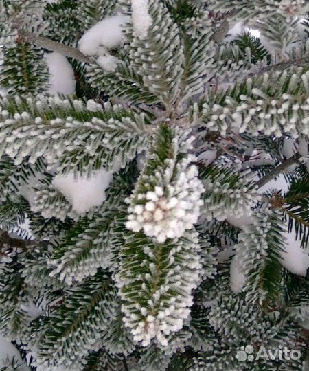 Пихта корейская 130 - 160 см