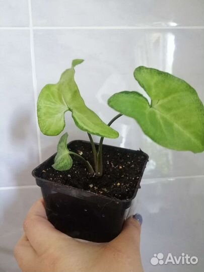 Сингониум детка