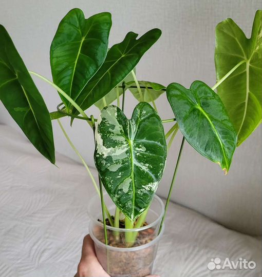 Алоказия фрайдек вариегатная