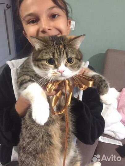 Кошечка британка