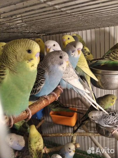 Волнистые попугайчики