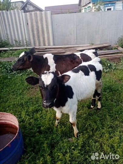 Бычки на откорм