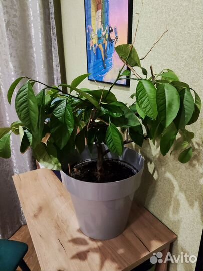 Лимонное дерево