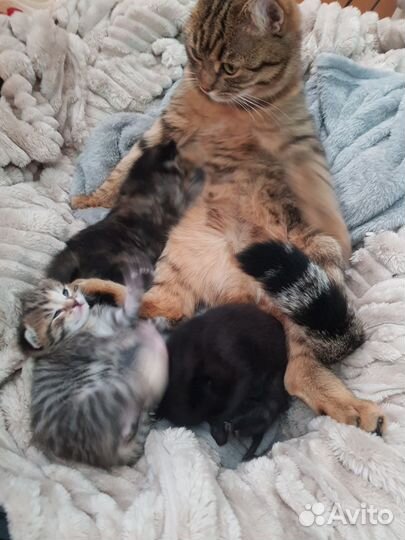 Котята в добрые руки