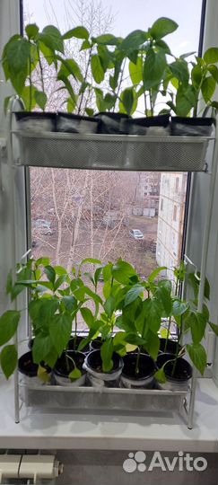 Рассада перца