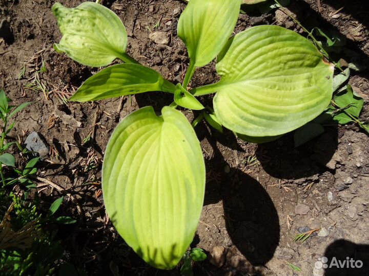 Саженцы (корневища) многолетних цветов