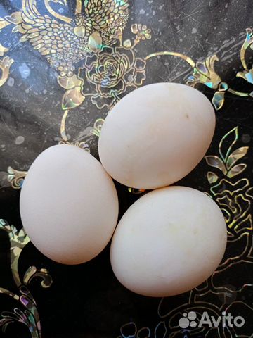 Инкубационные яйца уток "Индийский бегунок"