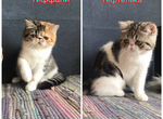 Экзотические котята персидская плюша