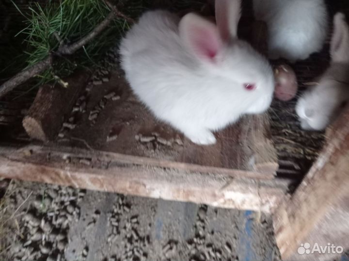 Кролята Калифорния