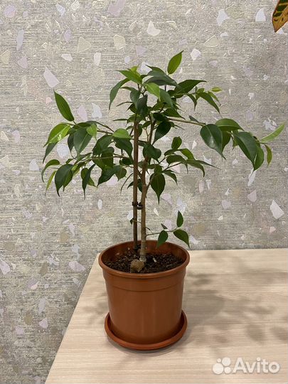 Комнатные растения