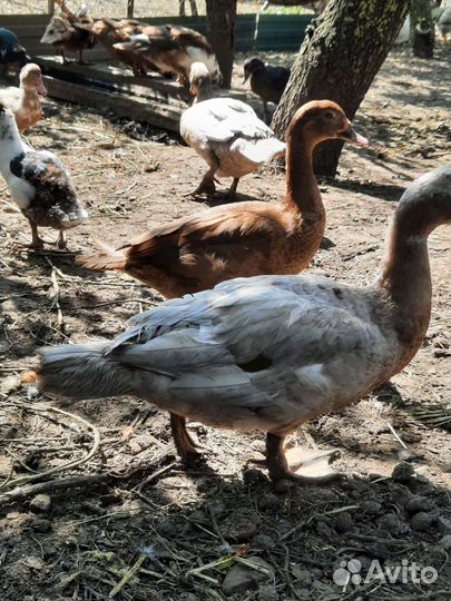 Мясо утки и мясо курицы,петушков молодых