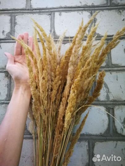 Сухоцветы разнообразные