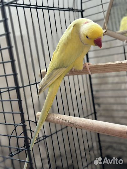 Ожереловый попугай