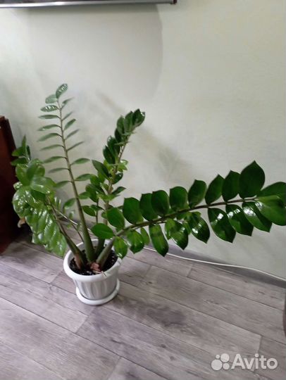 Комнатные растения цветы