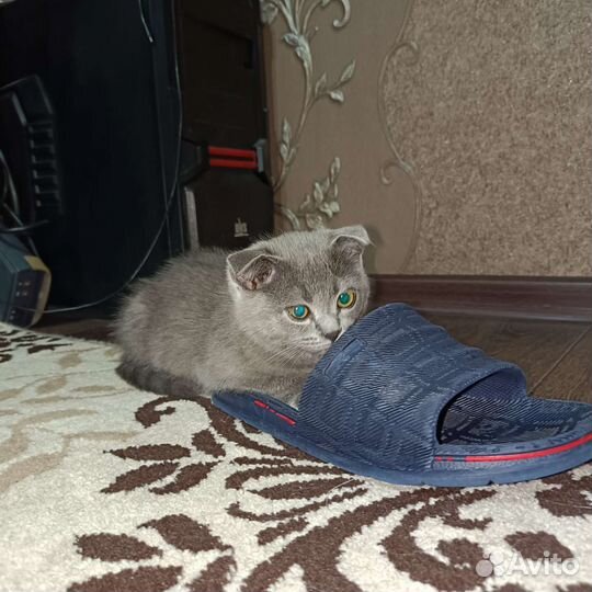 Шотландский котенок