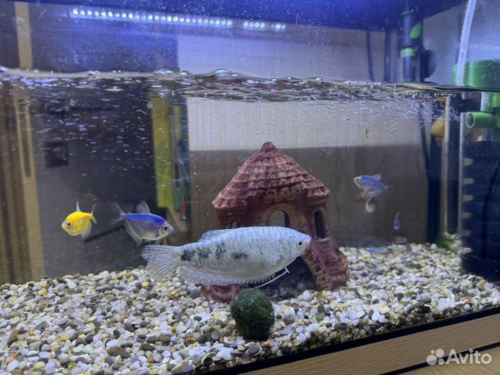 Аквариум с рыбками бронь
