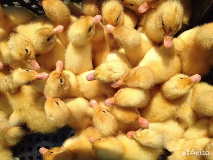 Гуси утки индоутки иуларды