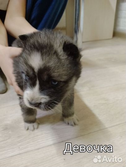 Щенки хаски