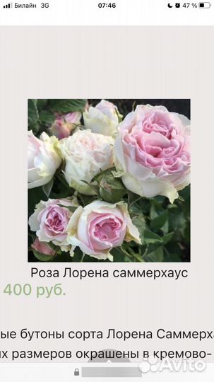 Роза Лорена Саммерхаус