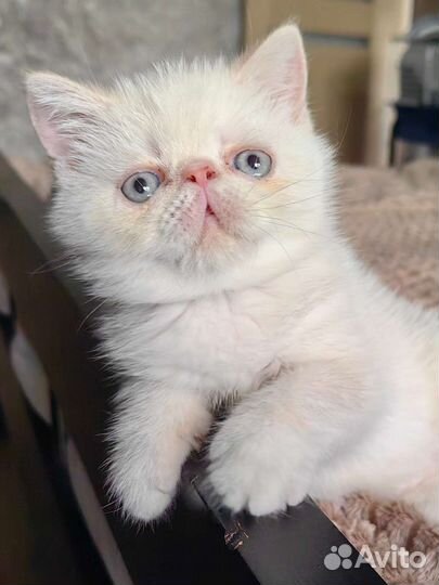 Котенок