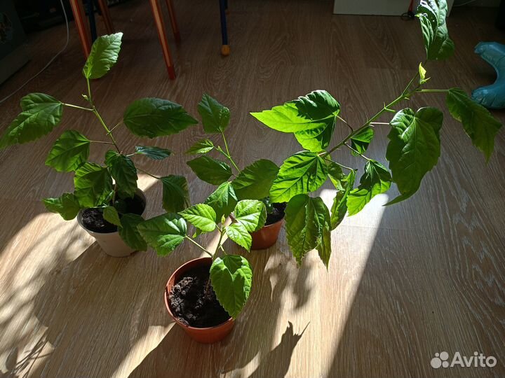 Укоренившаяся китайская роза от шикарного дерева