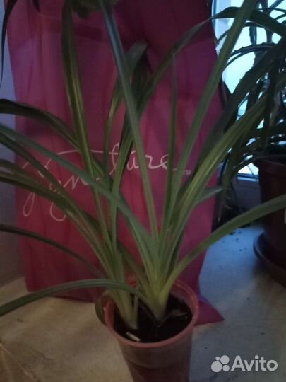 Хлорофитум