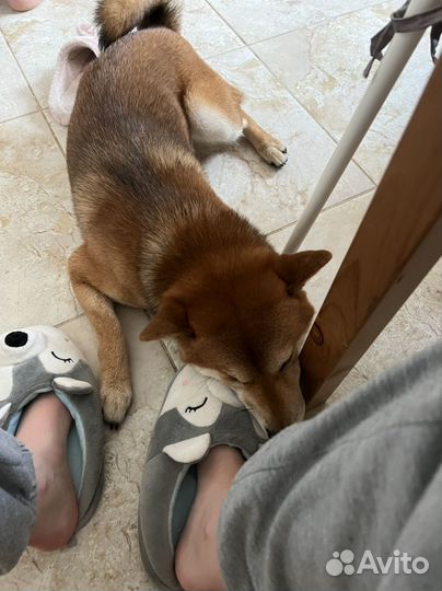 Передержка животных