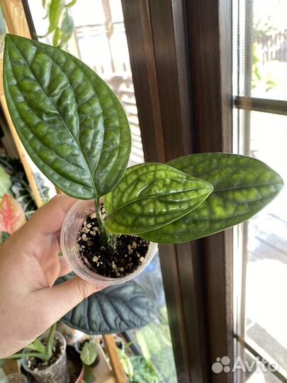 Монстера Карстенианум, Сциндапсус Мунлайт