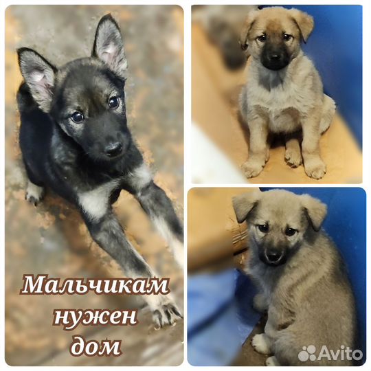 Собака в добрые руки щенок