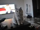 Шатланская кошка объявление продам