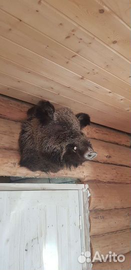 Чучело головы кабана