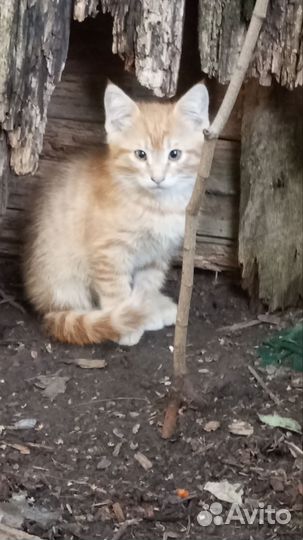 Котёнок Кот рыжий