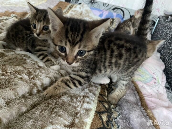 Бенгальские котята