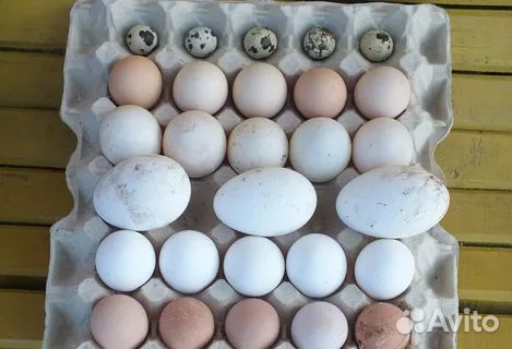 Инкубационное яйцо, бройлер, цесарка, гусь, утка