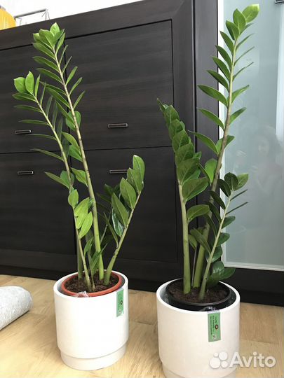 Замиокулькасы (долларовое дерево) высокие, кустами