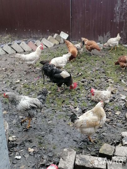 Куры молодки домашние