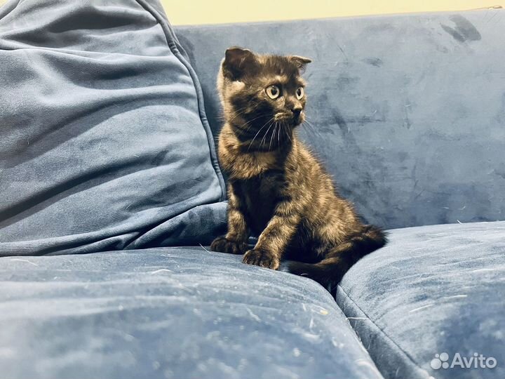 Вислоухий Красавец