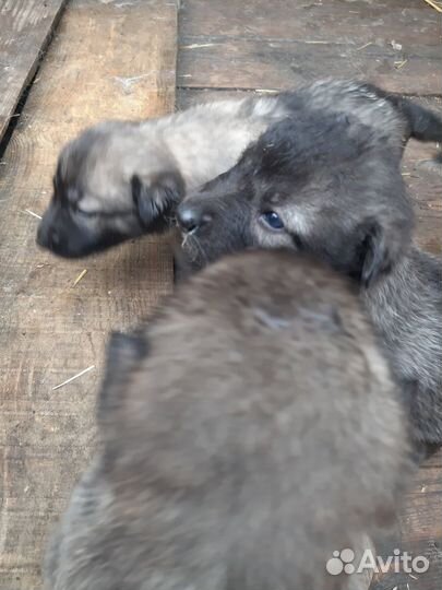 Отдам щенков в добрые руки бесплатно