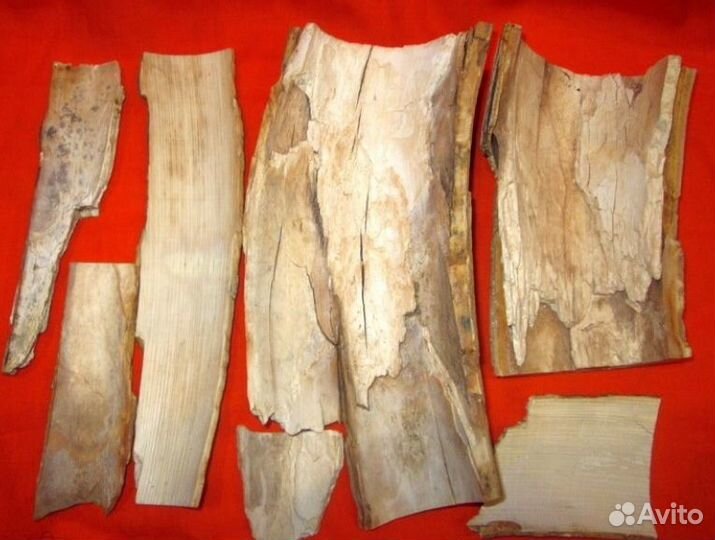 Щепа бивня мамонта для резьбы и пр
