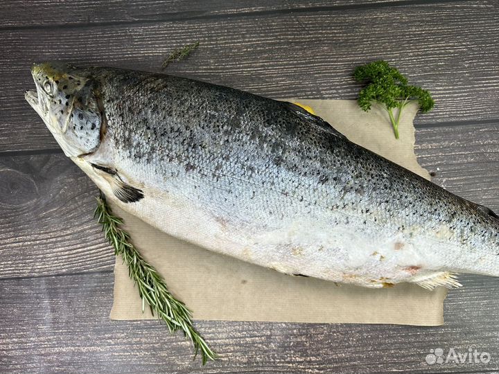 Лосось атлантический