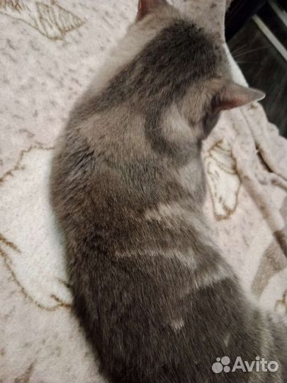 Шотландский кот вязка