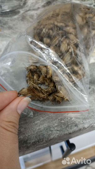 Сверчки домовые