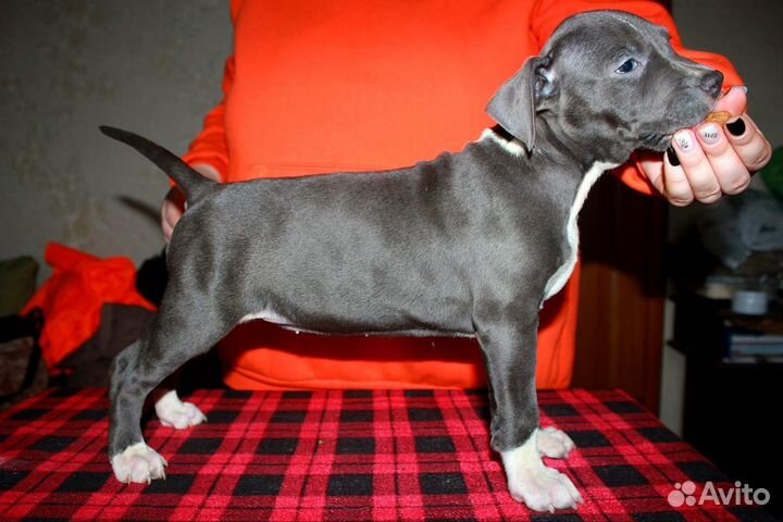 Щенки стаффордширского терьера